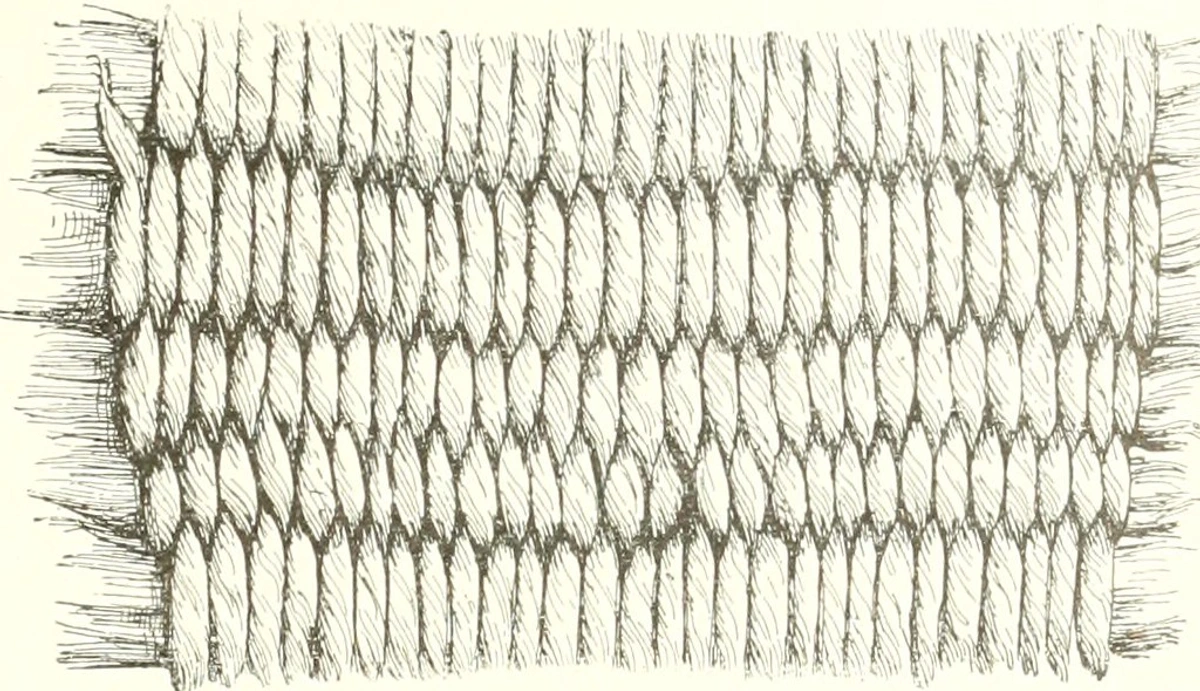 Detailed illustration of a woven textile pattern with a repeating scale-like design and fringed edges, showcasing historical weaving techniques.