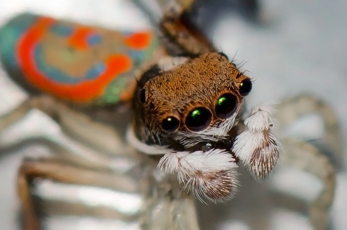 peacock-spider-art-myths-debunked-fact-vs-fiction