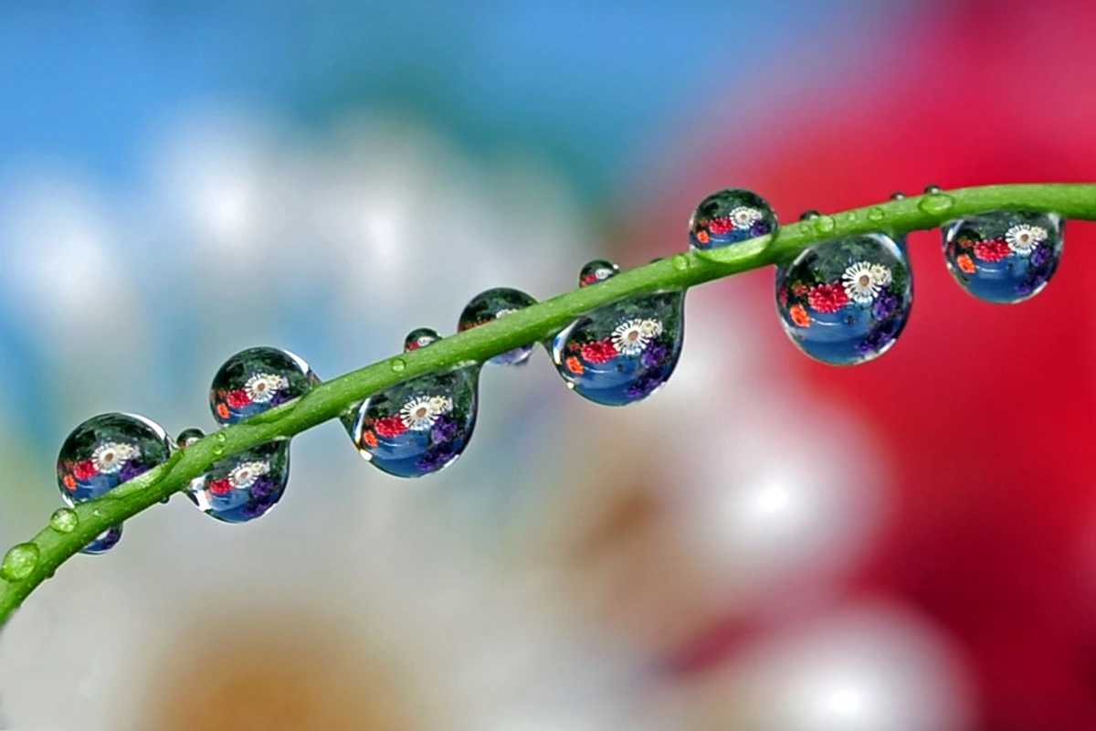 Water drop tutorial illustration for art beginners showcasing macro photography reflections of flowers | Flickr tutorial