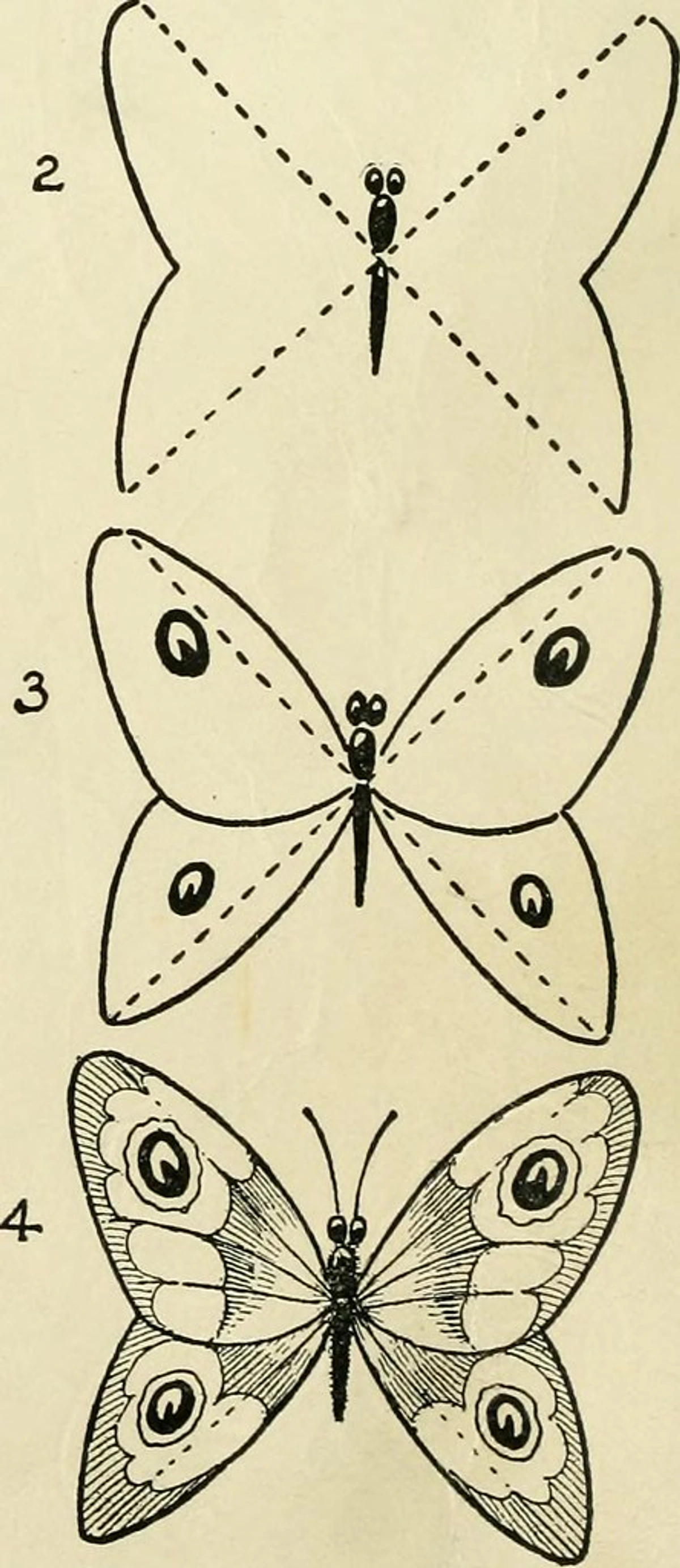 Drawing butterflies wings for practice and reference