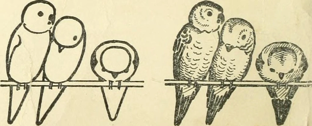 Parrots and birds drawn in a beginner-friendly style from the book 'Drawing Made Easy' (page 14)