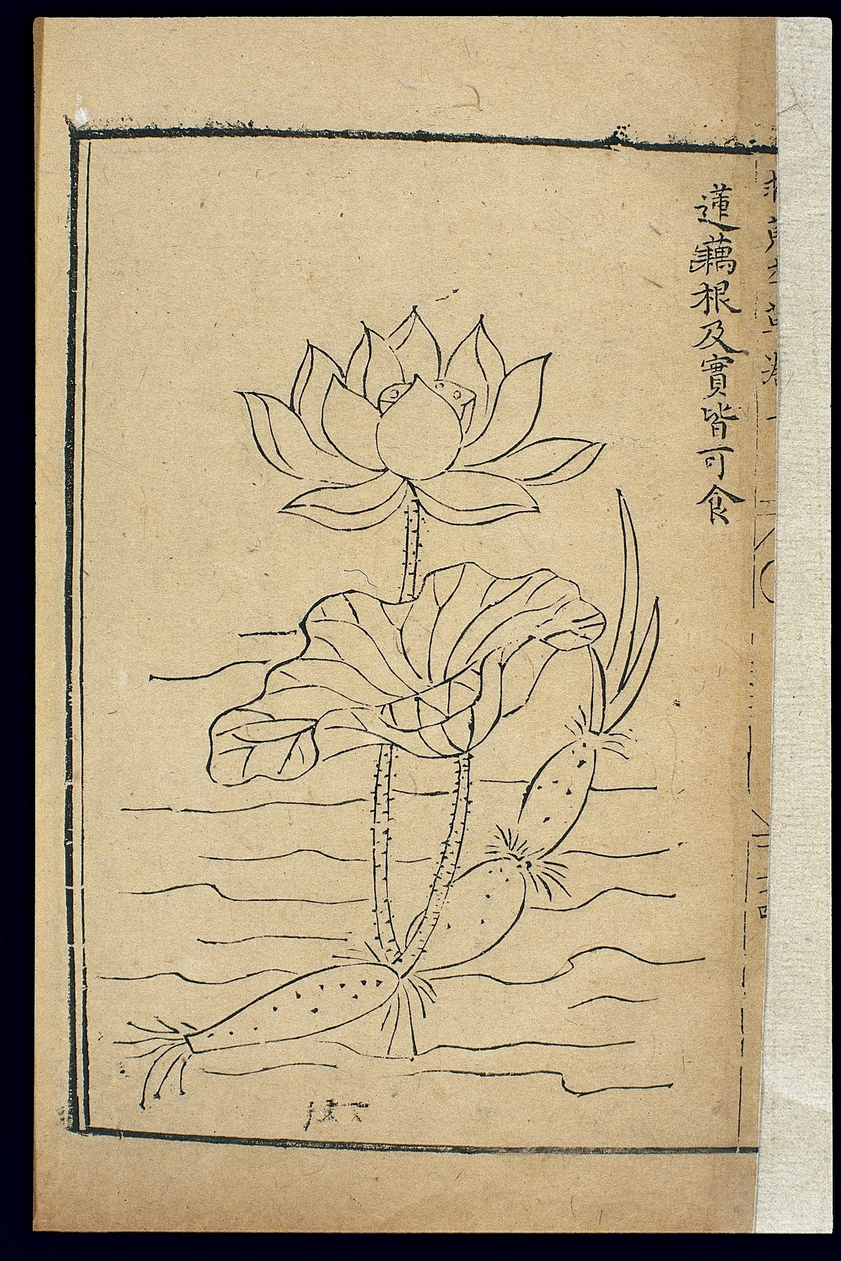 Illustration of a lotus flower with its root and leaves in water, from a 1593 herbal, symbolizing purity and enlightenment.
