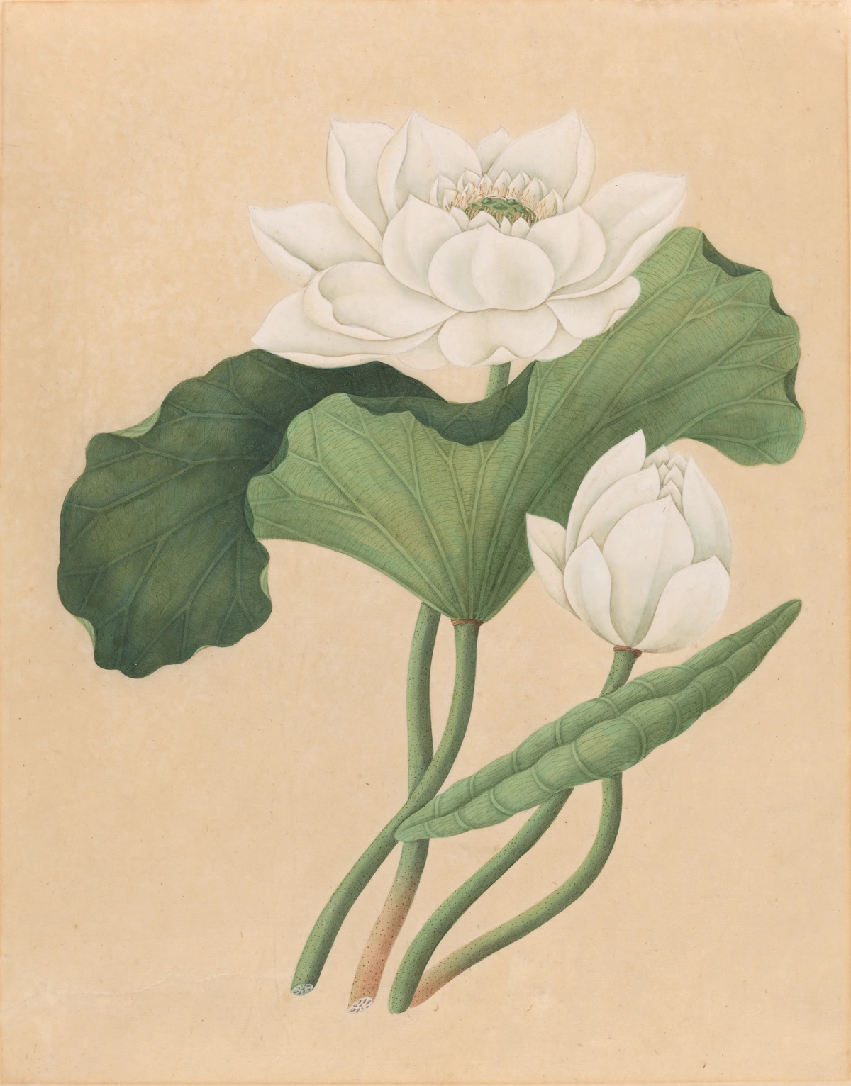 A 19th-century painting of two white lotus flowers, one blooming and one bud, with large green leaves against a beige background, symbolizing purity and enlightenment.