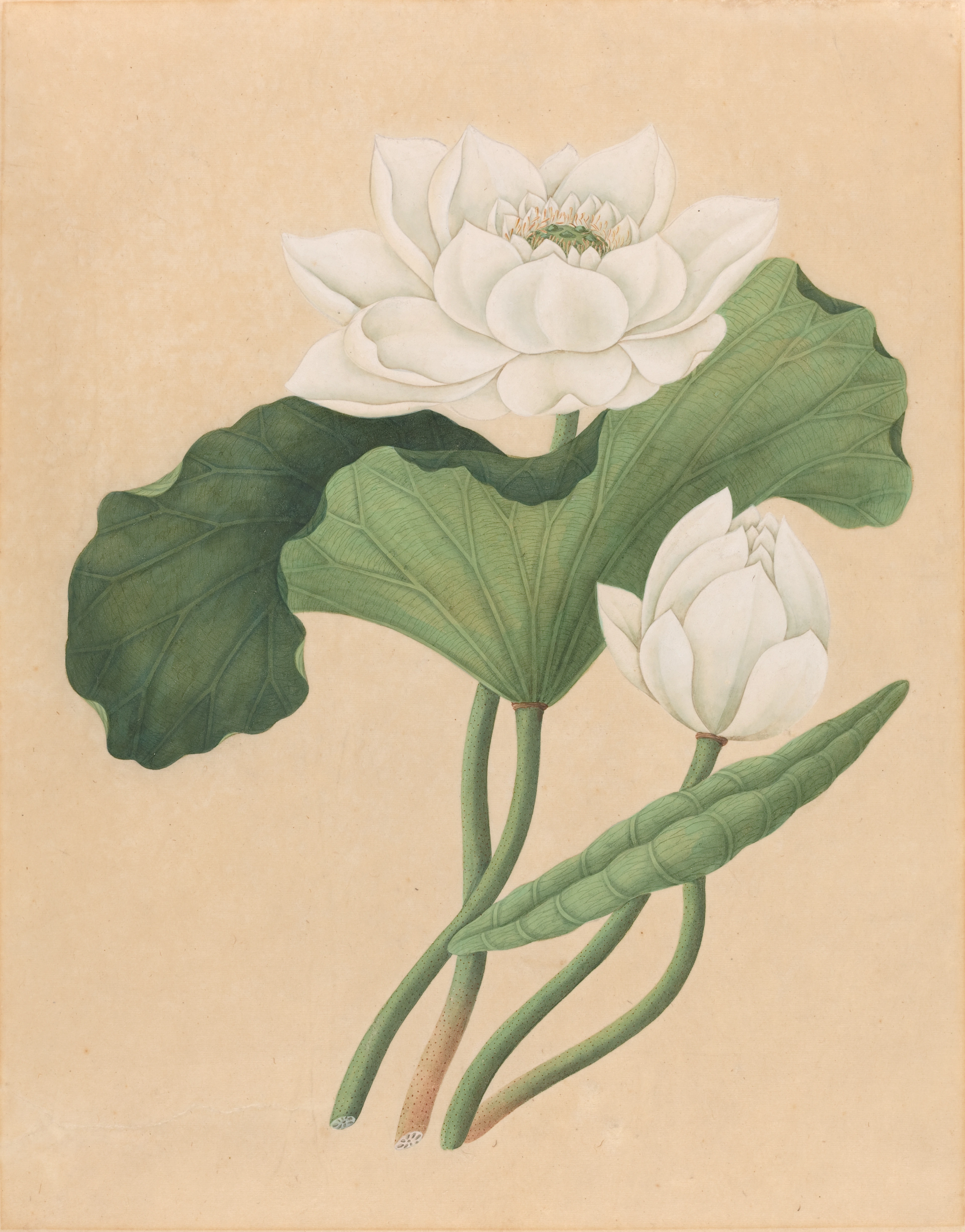 A 19th-century painting of two white lotus flowers, one blooming and one bud, with large green leaves against a beige background, symbolizing purity and enlightenment.