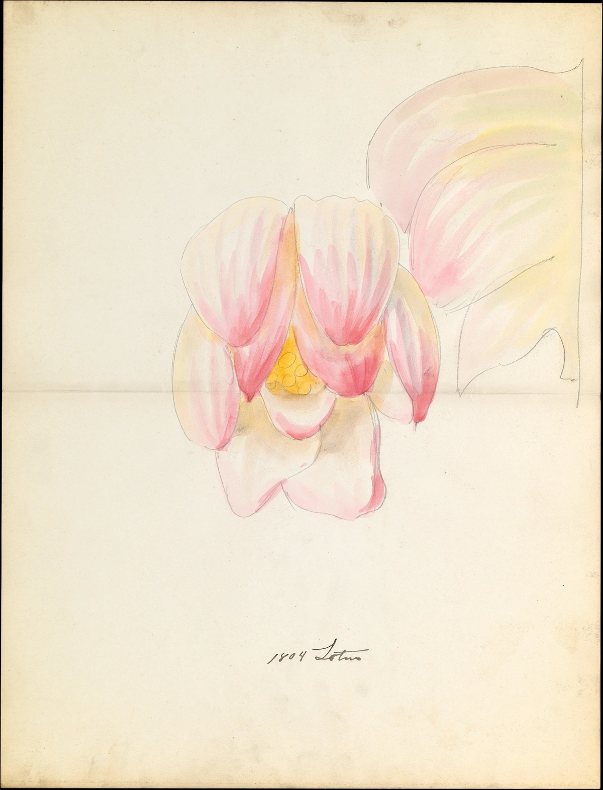 A beautifully rendered design drawing of a lotus blossom from 1804, featuring delicate pink and yellow watercolor washes and precise pencil outlines, demonstrating historical use of the medium.