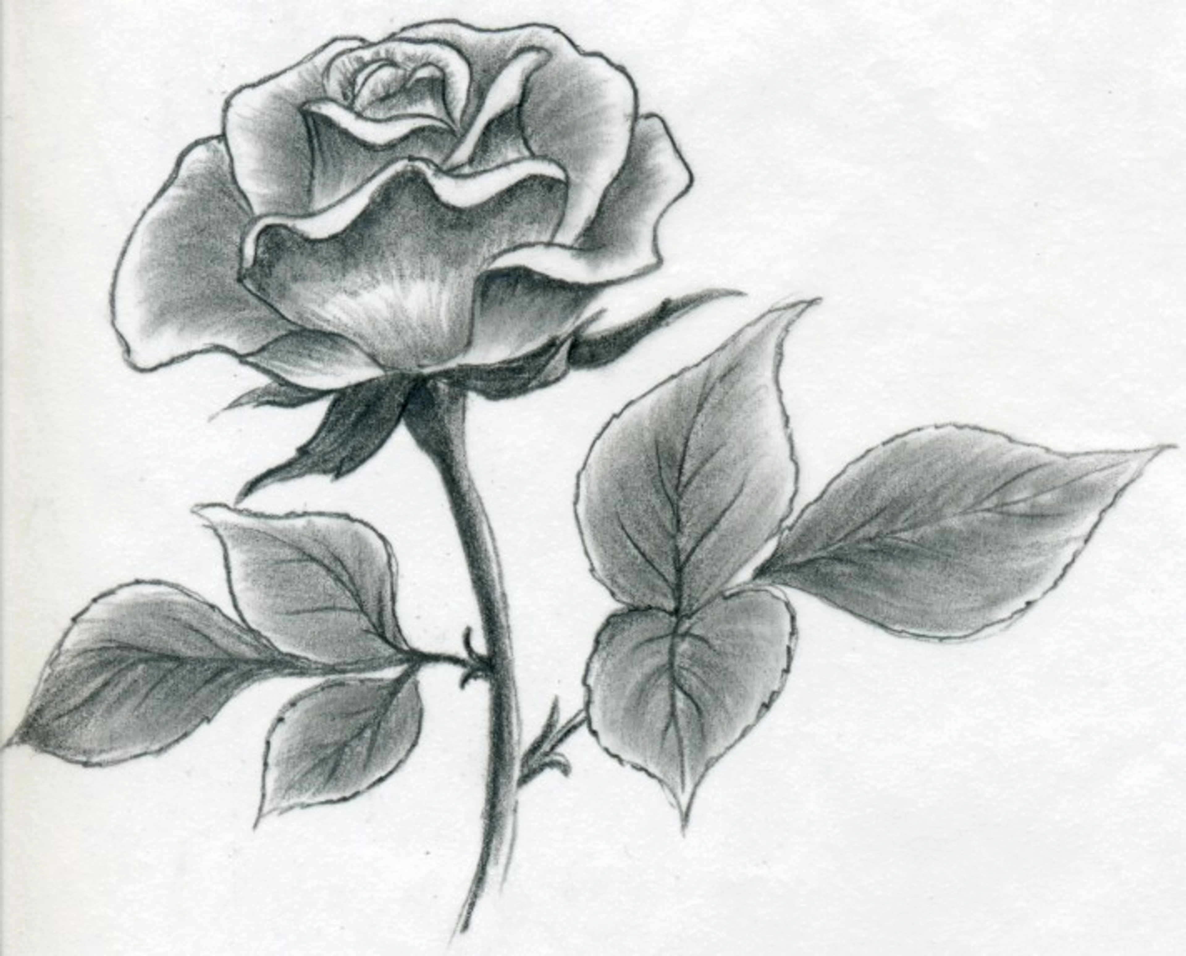 Pencil drawing of a single rose with leaves