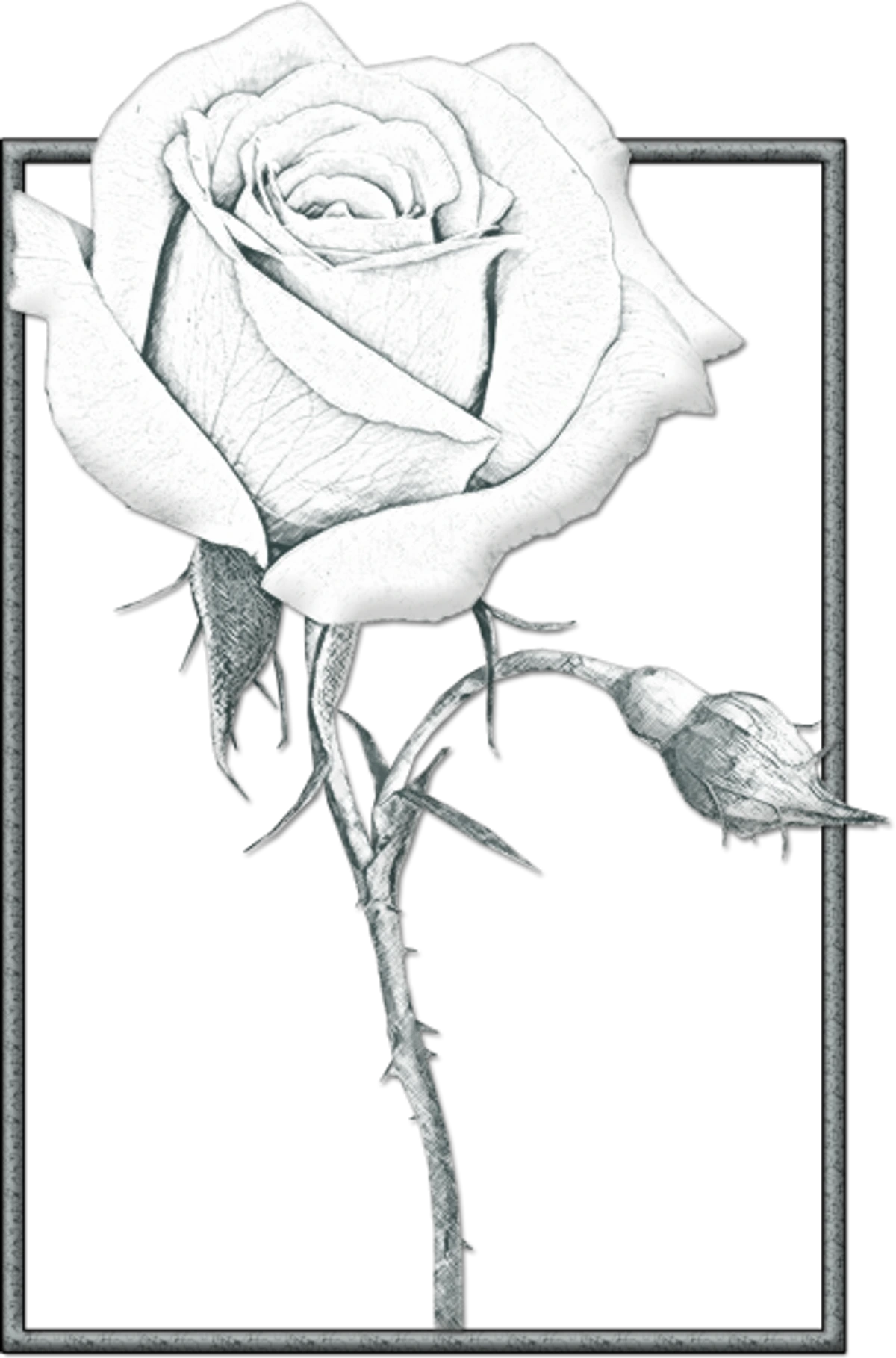 Pencil sketch of a single grey rose with a bud and thorny stem, framed by a decorative border.