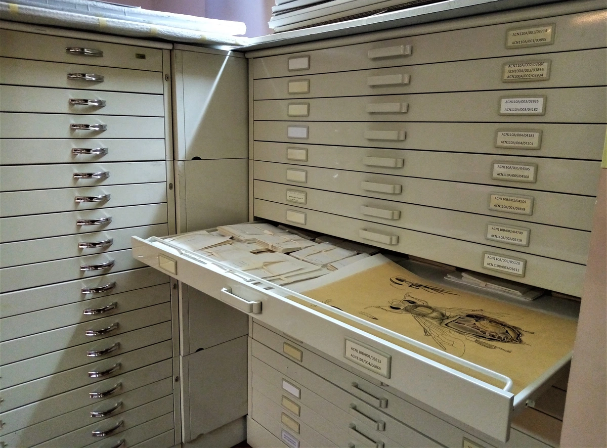 Flat file cabinet for storing art and specimen collections in a museum archive.