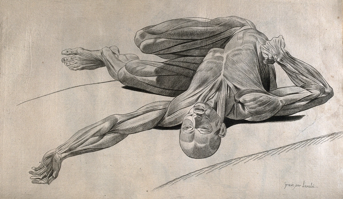 Anatomical drawing of a supine écorché figure demonstrating foreshortening