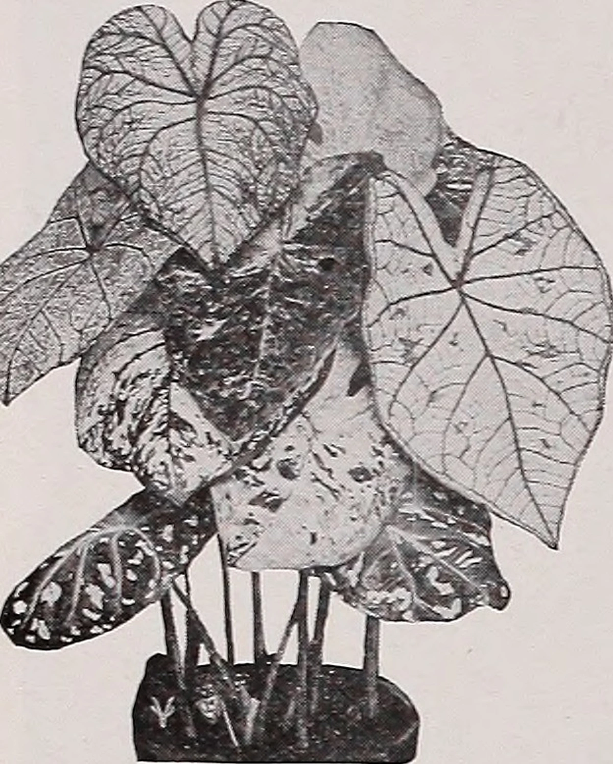 Floral preservation illustration from early 20th century horticultural manual