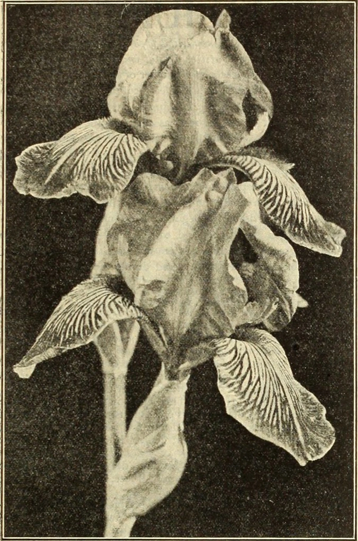 Dreer's Autumn 1912 Catalogue Illustration - Terracotta Floral Design with Burnt Umber Pigment