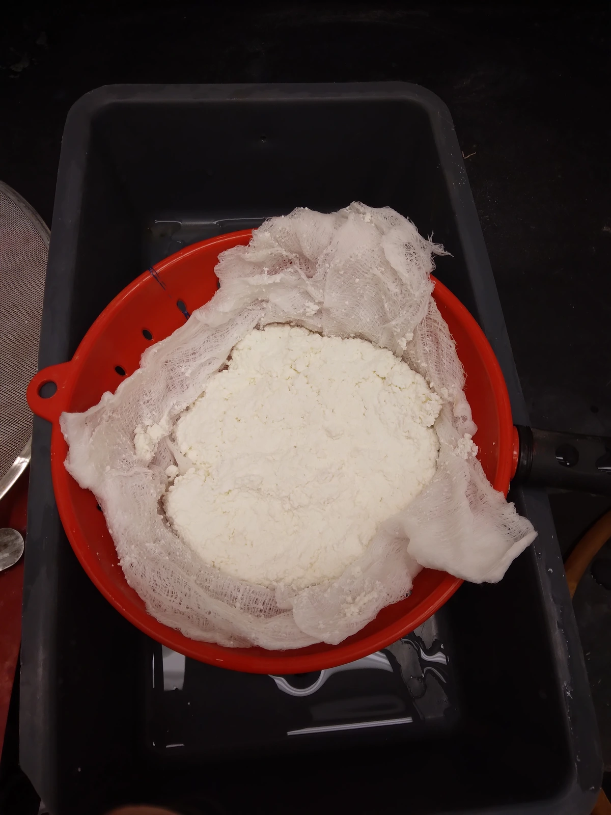 Casein milk protein precipitation in a colander lined with cheesecloth